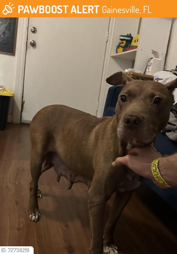 Found/Stray Female Dog last seen Sweetwater Park on SE 2nd Pl, Gainesville, FL 32601