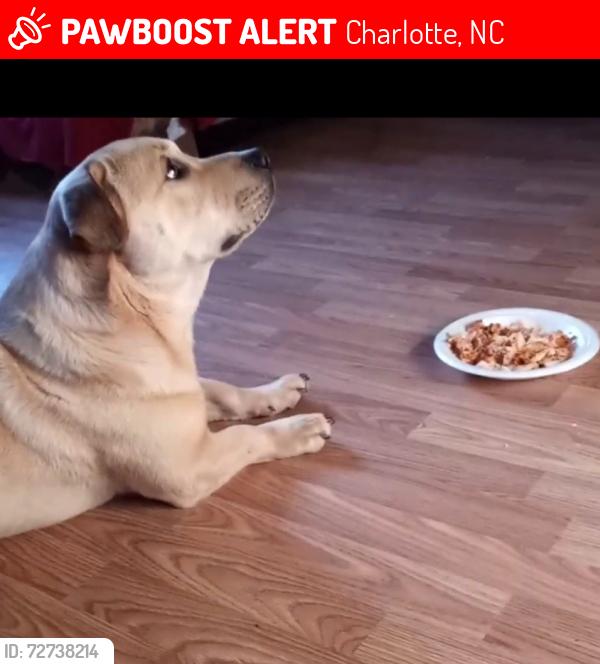 Lost Male Dog last seen Victoria Av, Charlotte, NC 28269