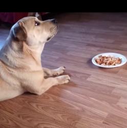 Lost Male Dog last seen Victoria Av, Charlotte, NC 28269