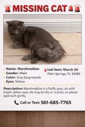 Lost Male Cat last seen Near sierra Dr lake worth fl 33461, Lake Worth Beach, FL 33461