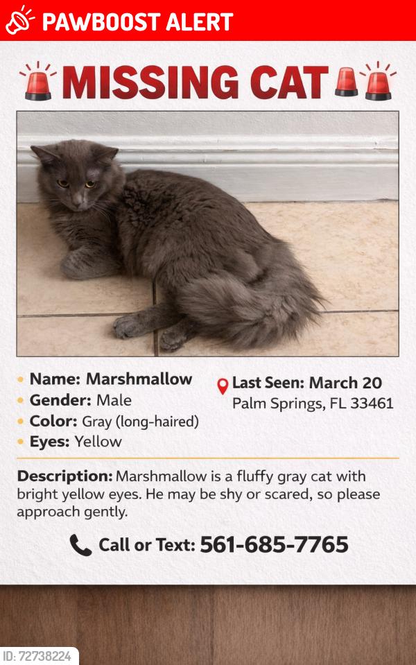 Lost Male Cat last seen Near sierra Dr lake worth fl 33461, Lake Worth Beach, FL 33461