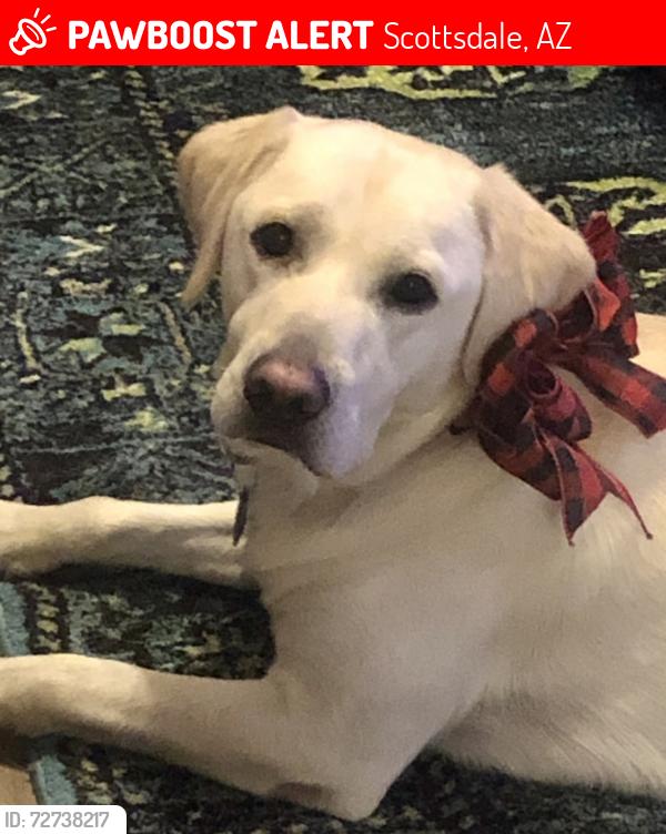Lost Male Dog last seen hayden and cactus, Scottsdale, AZ 85260