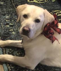 Lost Male Dog last seen hayden and cactus, Scottsdale, AZ 85260