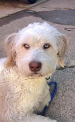 Lost Male Dog last seen Prairie creek and Bruton road , Dallas, TX 75227
