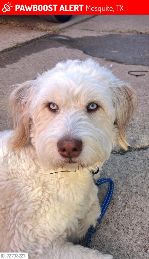 Lost Male Dog last seen Prairie creek and Bruton road , Dallas, TX 75227