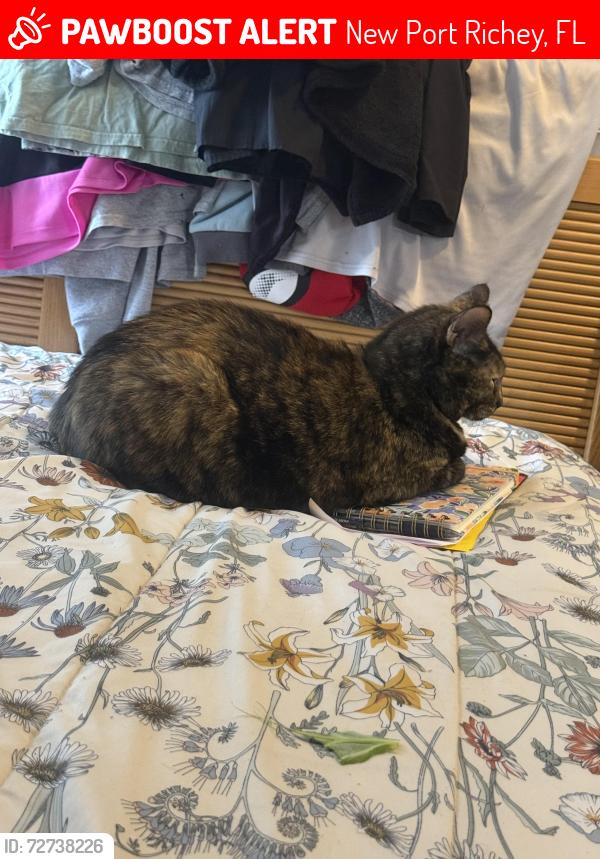 Lost Female Cat last seen Pontiac & little , New Port Richey, FL 34654