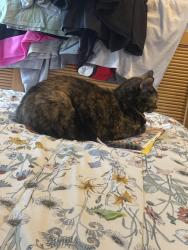 Lost Female Cat last seen Pontiac & little , New Port Richey, FL 34654