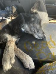 Lost Female Dog last seen Sierra Hwy. and Vincent Crest train station, Palmdale, CA 93550