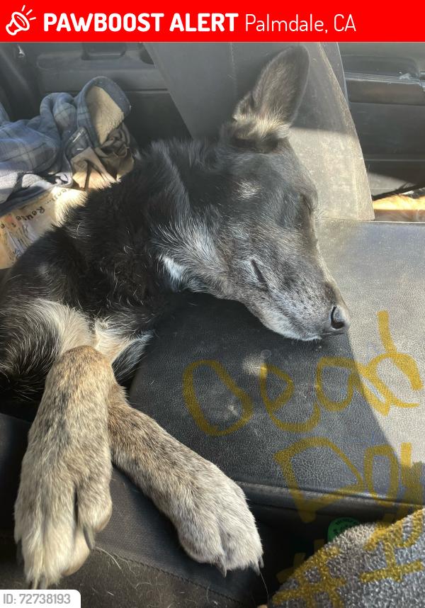 Lost Female Dog last seen Sierra Hwy. and Vincent Crest train station, Palmdale, CA 93550