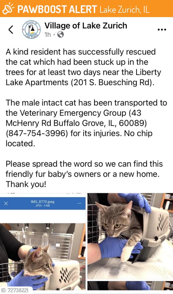 Found/Stray Male Cat last seen Liberty Lake apmts , Lake Zurich, IL 60047