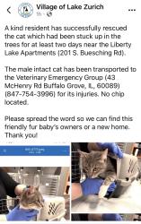 Found/Stray Male Cat last seen Liberty Lake apmts , Lake Zurich, IL 60047