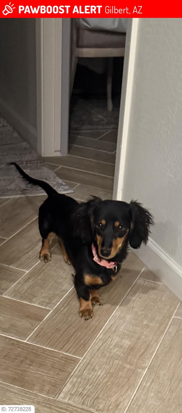 Lost Female Dog last seen Juniper/Burke, Gilbert, AZ 85234