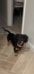 Lost Female Dog last seen Juniper/Burke, Gilbert, AZ 85234
