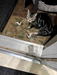 Found/Stray Unknown Cat last seen Quebec and Oxford, London, ON N5Y 1R2
