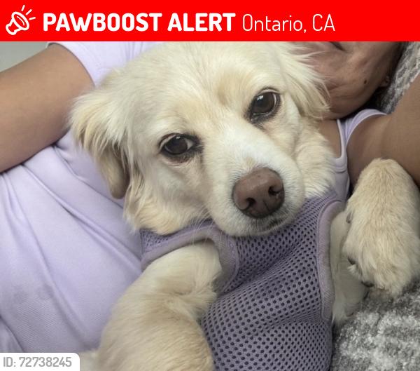 Lost Female Dog last seen Cypress Ave apmts , Ontario, CA 91762