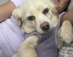 Lost Female Dog last seen Cypress Ave apmts , Ontario, CA 91762