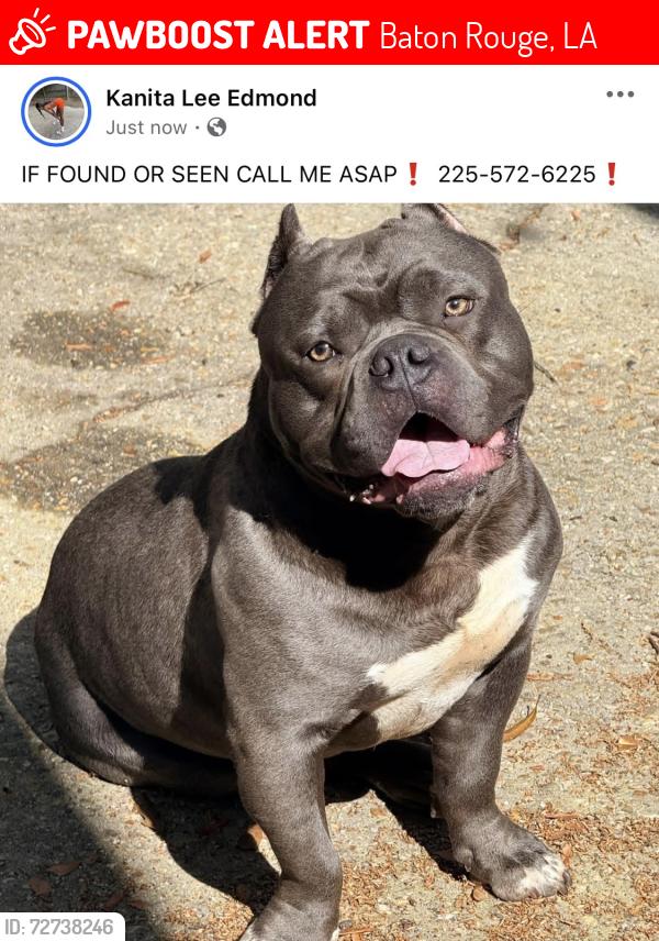 Lost Male Dog last seen North hampton, Baton Rouge, LA 70811