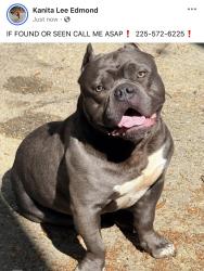 Lost Male Dog last seen North hampton, Baton Rouge, LA 70811