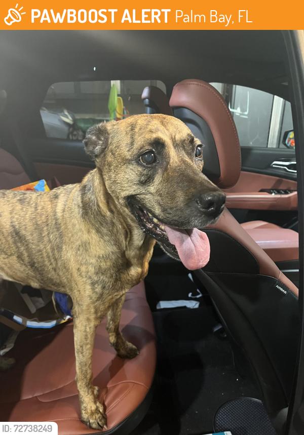 Found/Stray Female Dog last seen Off Pace Rd, NW Palm Bay , Palm Bay, FL 32907
