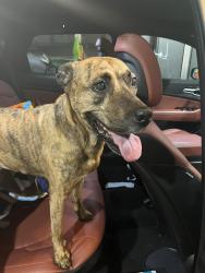 Found/Stray Female Dog last seen Off Pace Rd, NW Palm Bay , Palm Bay, FL 32907