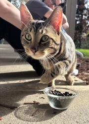 Found/Stray Male Cat last seen Gabriel Park Canby St, Portland, OR 97219