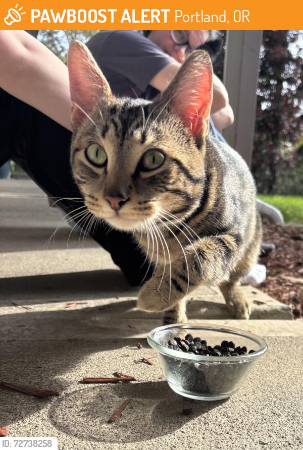Found/Stray Male Cat last seen Gabriel Park Canby St, Portland, OR 97219