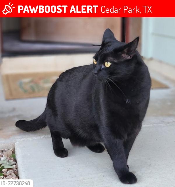 Lost Male Cat last seen Wild Rose Trail, Cedar park TX, Cedar Park, TX 78613