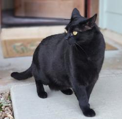 Lost Male Cat last seen Wild Rose Trail, Cedar park TX, Cedar Park, TX 78613