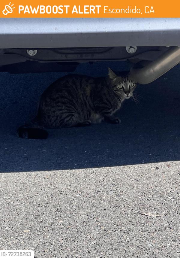 Found/Stray Unknown Cat last seen Lochwodd x conway, Escondido, CA 92026