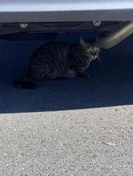Found/Stray Unknown Cat last seen Lochwodd x conway, Escondido, CA 92026