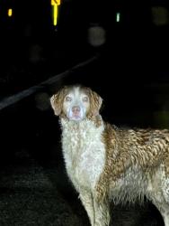 Found/Stray Unknown Dog last seen Leonardsberg rd, Delaware County, OH 43015