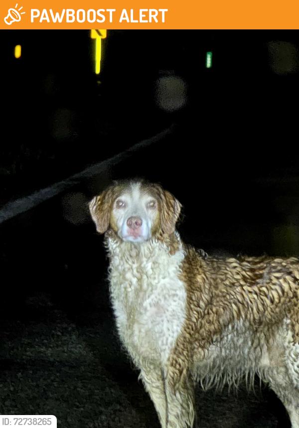 Found/Stray Unknown Dog last seen Leonardsberg rd, Delaware County, OH 43015