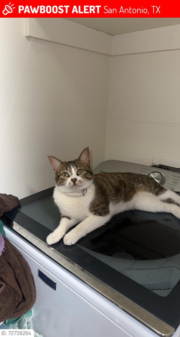Lost Male Cat last seen Near the Entrance to Crestway, San Antonio, TX 78239