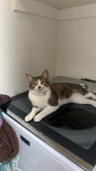 Lost Male Cat last seen Near the Entrance to Crestway, San Antonio, TX 78239