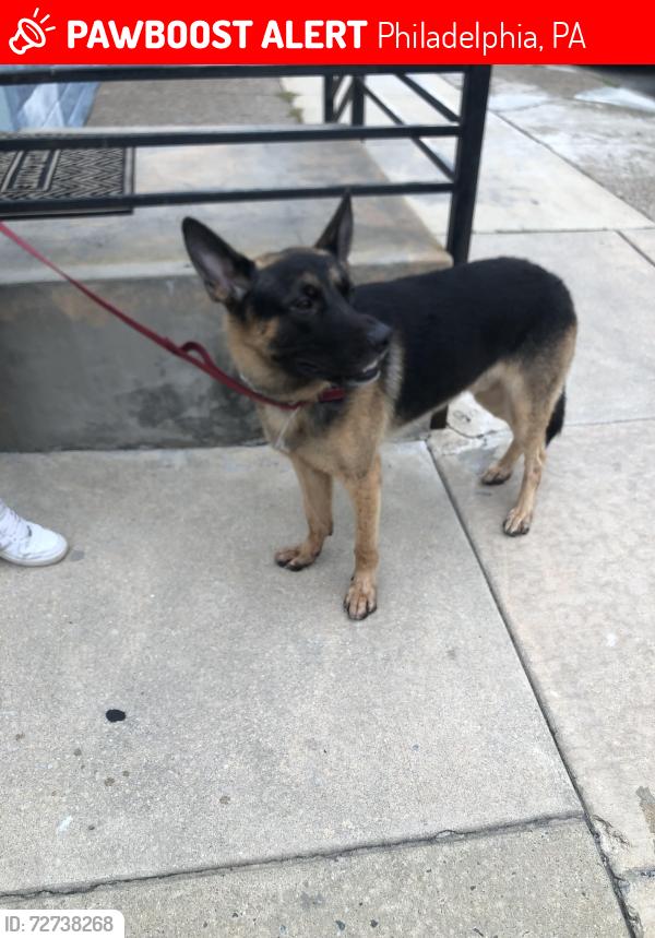 Lost Male Dog last seen 7th and Tasker, Philadelphia, PA 19148