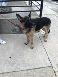 Lost Male Dog last seen 7th and Tasker, Philadelphia, PA 19148
