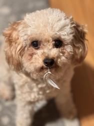 Lost Male Dog last seen Se 179th and yamhill, Gresham, OR 97233