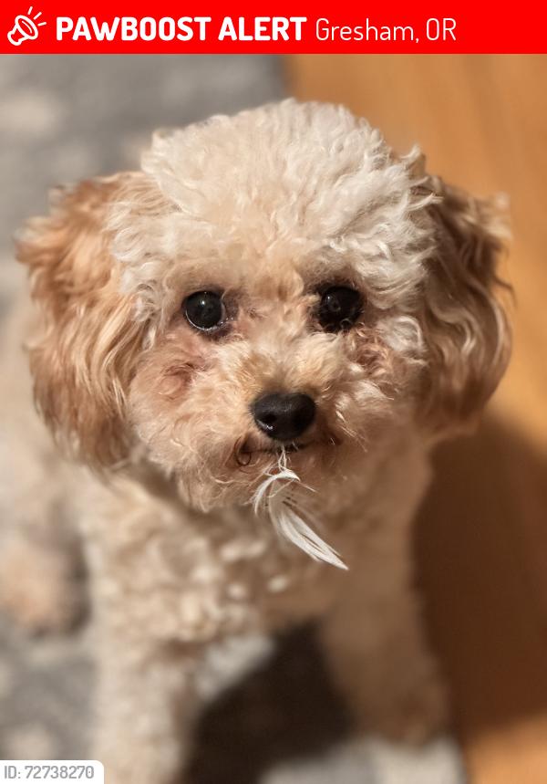 Lost Male Dog last seen Se 179th and yamhill, Gresham, OR 97233