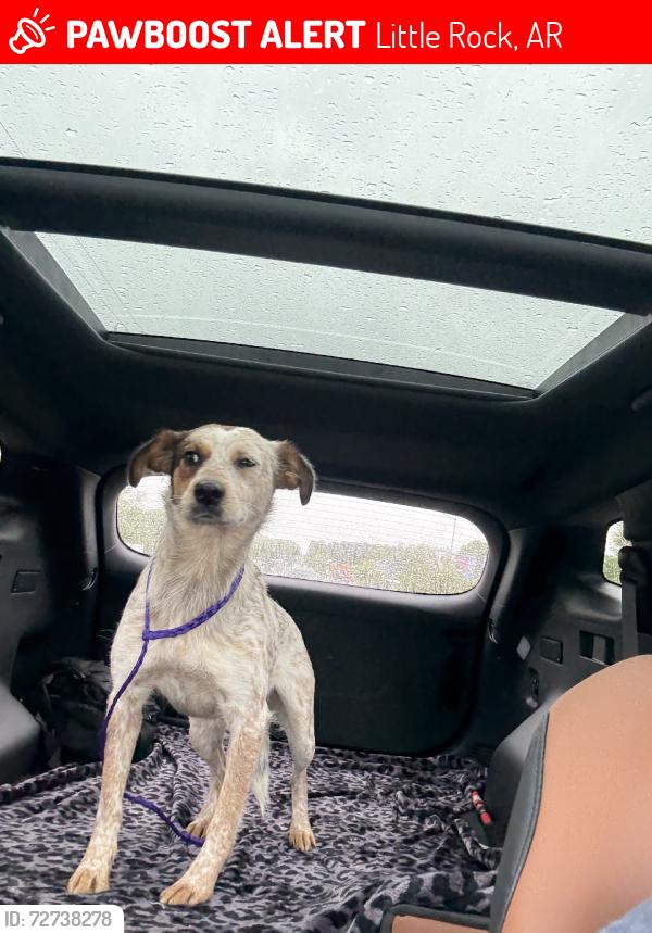Lost Female Dog last seen Near magnolia ave, Little Rock, AR 72207