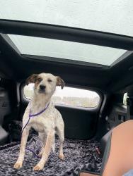 Lost Female Dog last seen Near magnolia ave, Little Rock, AR 72207
