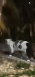 Found/Stray Unknown Cat last seen 26th street, Wilton Manors, FL 33305