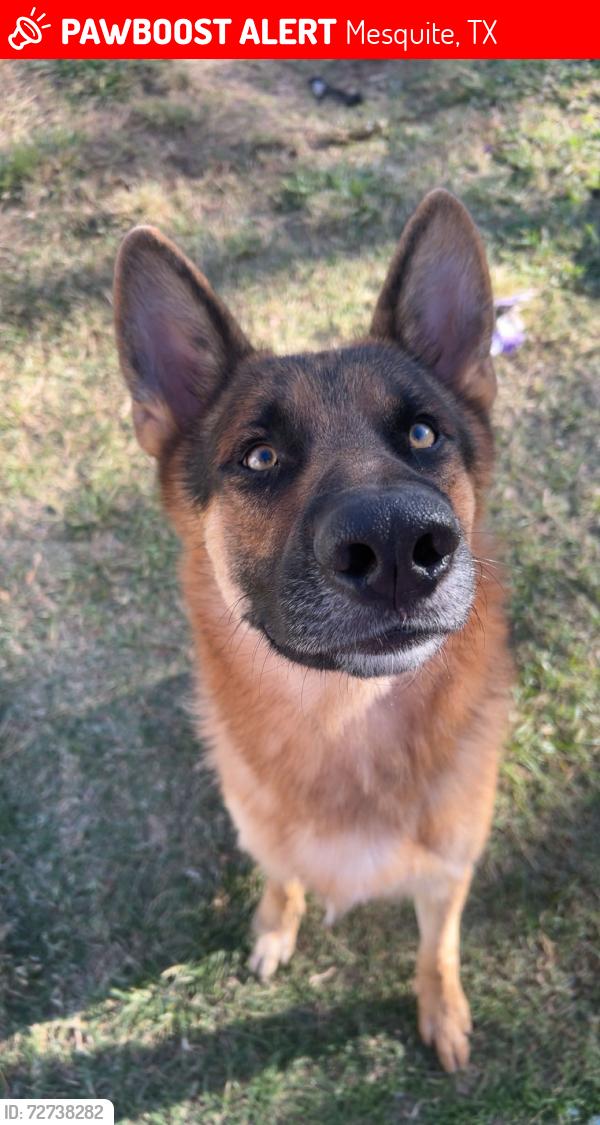 Lost Male Dog last seen Near whippoorwill dr, Mesquite, TX 75149