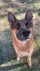 Lost Male Dog last seen Near whippoorwill dr, Mesquite, TX 75149