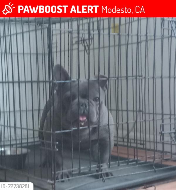 Lost Male Dog last seen Ribier and Tokay Modesto ca, Modesto, CA 95350