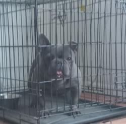 Lost Male Dog last seen Ribier and Tokay Modesto ca, Modesto, CA 95350