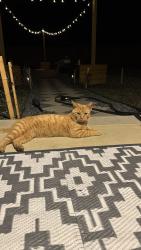 Found/Stray Male Cat last seen Calloway Rd, Aberdeen, NC 28315