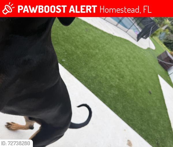 Lost Male Dog last seen Near st sw 209 pl, Homestead, FL 33031
