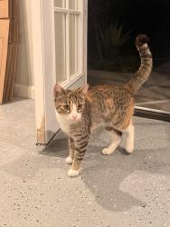 Found/Stray Unknown Cat last seen Middle of robinson ave. , Pittsburg, CA 94565