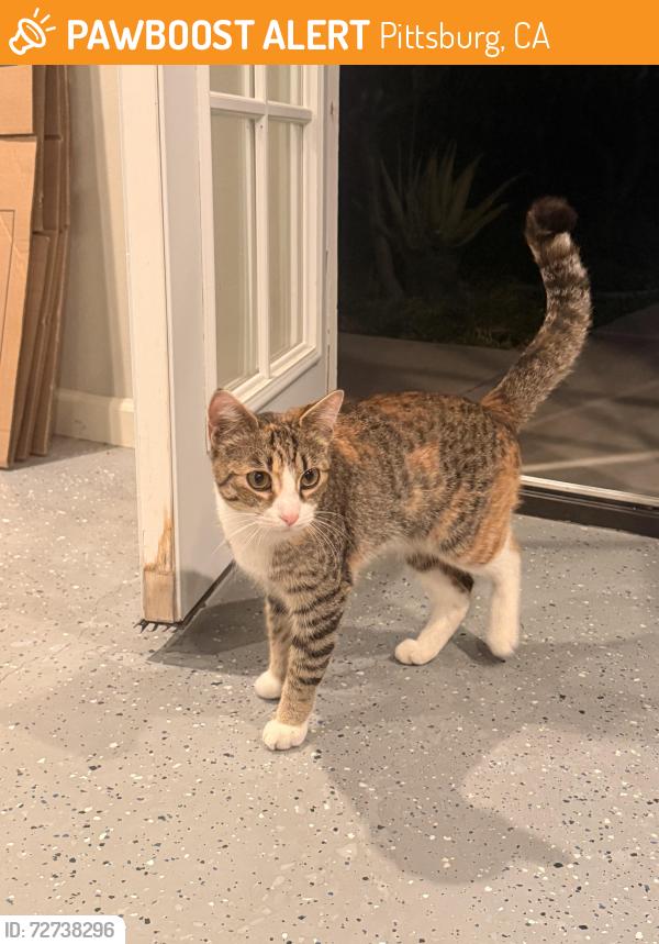Found/Stray Unknown Cat last seen Middle of robinson ave. , Pittsburg, CA 94565