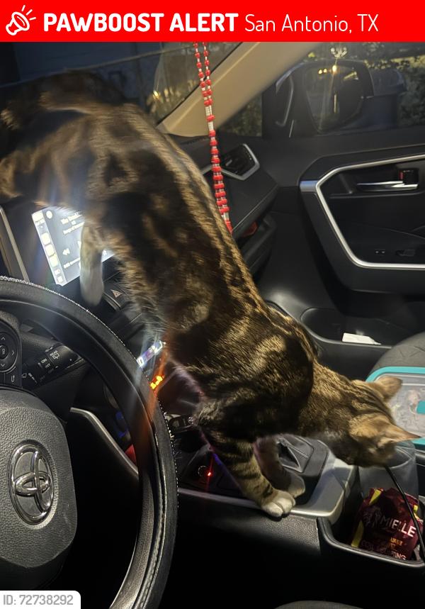 Lost Male Cat last seen Marbach & Military, San Antonio, TX 78227